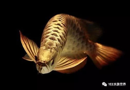 龍魚(yú)好養(yǎng)嗎？：龍魚(yú)的養(yǎng)殖細(xì)節(jié)是根據(jù)搜索結(jié)果得出的關(guān)鍵點(diǎn) 龍魚(yú)百科 第2張