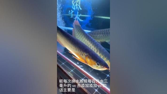 龍魚的藥可以給其他魚用嗎視頻播放：龍魚藥水對其他魚類是否有效 龍魚百科 第2張