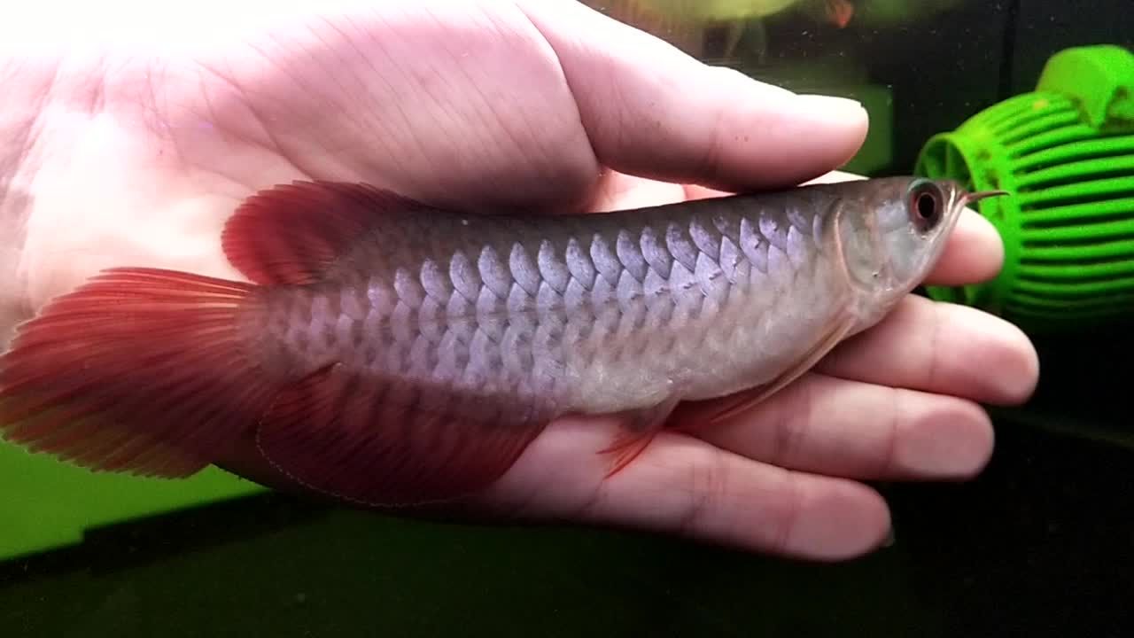 10厘米小紅龍魚(yú)魚(yú)苗價(jià)格多少一只：10厘米小紅龍魚(yú)魚(yú)苗價(jià)格受到多個(gè)因素影響和影響因素