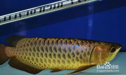 龍魚換水趴缸怎么辦?。浚糊堲~換水后食欲不振怎么辦龍魚換水后食欲不振怎么辦 龍魚百科 第3張