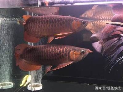 龍魚養(yǎng)多少條才不打架：龍魚養(yǎng)幾條才不會打架