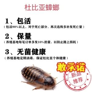 龍魚飼料魚如何消毒殺菌的：龍魚飼料魚消毒后的保存方法不同季節(jié)龍魚飼料魚消毒注意事項 龍魚百科 第4張