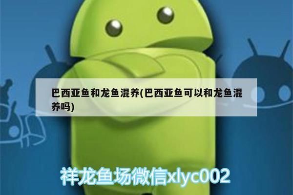 龍魚和巴西亞：如何預防龍魚與巴西亞爭斗 龍魚百科 第5張