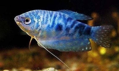 龍魚(yú)病了多久可以喂飼料：龍魚(yú)在生病后多久可以恢復(fù)喂食飼料