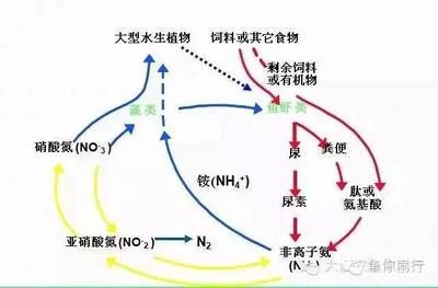 紅龍魚發(fā)色影響因素：紅龍魚發(fā)色與水質(zhì)關(guān)系探究紅龍魚發(fā)色與水質(zhì)關(guān)系探究 龍魚百科 第1張