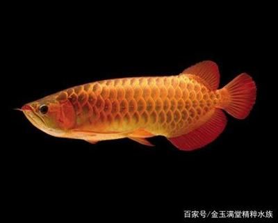 龍魚在原產(chǎn)地是食用魚嗎為什么：龍魚在原產(chǎn)地是否為食用魚取決于具體的種類和地區(qū) 龍魚百科 第4張