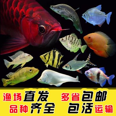 龍魚魚場都有哪些品種：龍魚魚場如何挑選優(yōu)質(zhì)龍魚