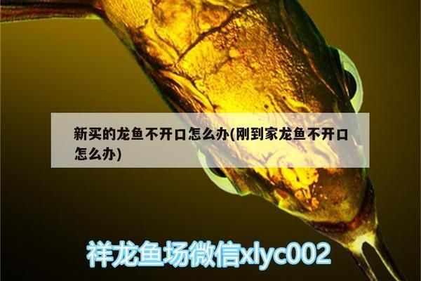 龍魚不開口吃食怎么辦vs祥龍魚場：龍魚不開口吃食可能由多種因素引起龍魚食欲不振