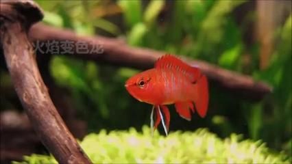 龍魚吃啥能變色?。喝绾闻袛帻堲~食物新鮮，紅龍魚暗環(huán)境布置技巧 龍魚百科 第2張