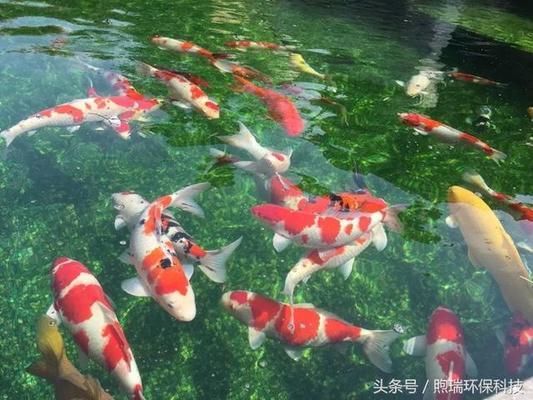 龍魚不吃東西了：關(guān)于龍魚不吃東西的問題 水族問答 第1張