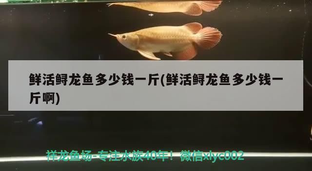 江水鱘龍魚好吃嗎vs祥龍魚場：江水鱘龍魚怎么做好吃？ vs祥龍魚場 第3張