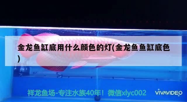 金龍魚用燈照嗎vs祥龍魚場：金龍魚用燈照嗎 vs祥龍魚場 第4張