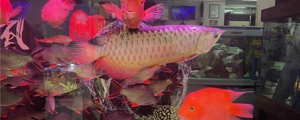 龍魚不吃能活多久：關(guān)于龍魚不吃食的疑問 水族問答 第1張