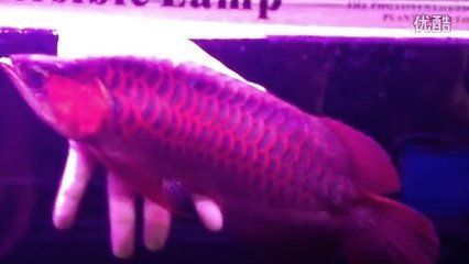 龍魚不吃能活多久：關(guān)于龍魚不吃食的疑問 水族問答 第2張