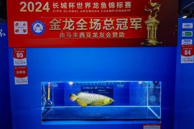 龍魚錦標(biāo)賽是干什么的：龍魚錦標(biāo)賽如何評(píng)判龍魚品質(zhì) 龍魚百科 第1張