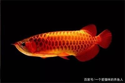 龍魚咬食物不吃進去：龍魚咬食物不吃進去可能由多種原因引起的暫時性食欲不振 龍魚百科 第5張