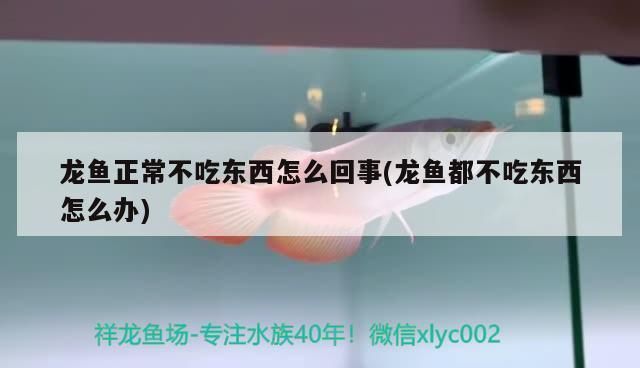 龍魚不吃食有什么絕招vs祥龍魚場：龍魚不吃食怎么辦 vs祥龍魚場 第1張