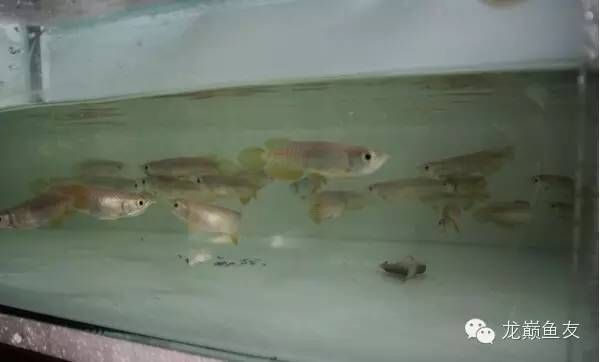 大龍魚趴缸是什么原因vs祥龍魚場(chǎng)：大龍魚趴缸與水質(zhì)關(guān)系 vs祥龍魚場(chǎng) 第3張