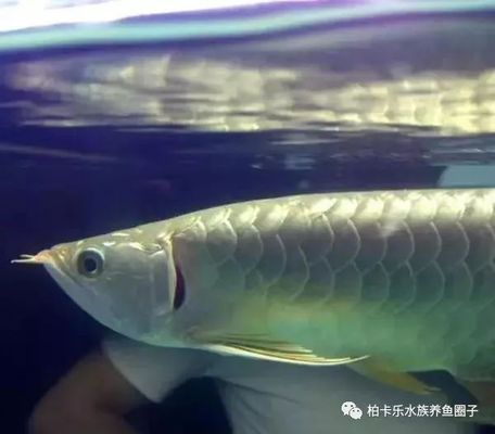 龍魚反腮怎么治vs祥龍魚場：“祥龍魚場”與龍魚反腮治療案例分析龍魚反腮病因分析 vs祥龍魚場 第2張