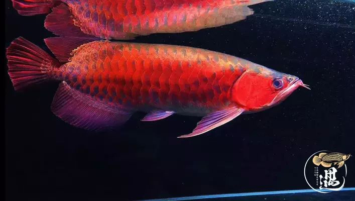 龍魚反腮怎么治vs祥龍魚場：“祥龍魚場”與龍魚反腮治療案例分析龍魚反腮病因分析 vs祥龍魚場 第1張