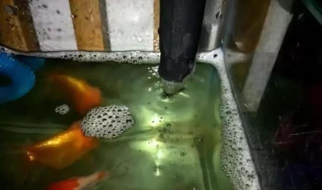 龍魚不吃食還趴缸怎么回事：龍魚不吃食還趴缸怎么辦？ 水族問答