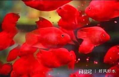 龍魚不吃食還有點(diǎn)蒙眼怎么回事：龍魚不吃食且出現(xiàn)蒙眼現(xiàn)象是怎么回事？ 水族問(wèn)答 第2張