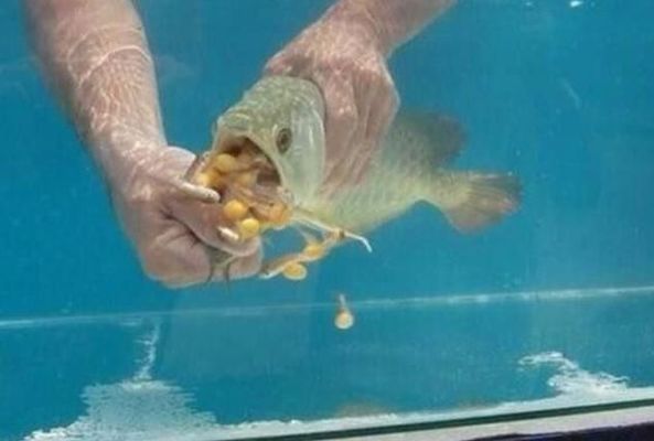 金龍魚不吃顆粒飼料怎么辦vs祥龍魚場：如何自制金龍魚飼料 vs祥龍魚場 第1張