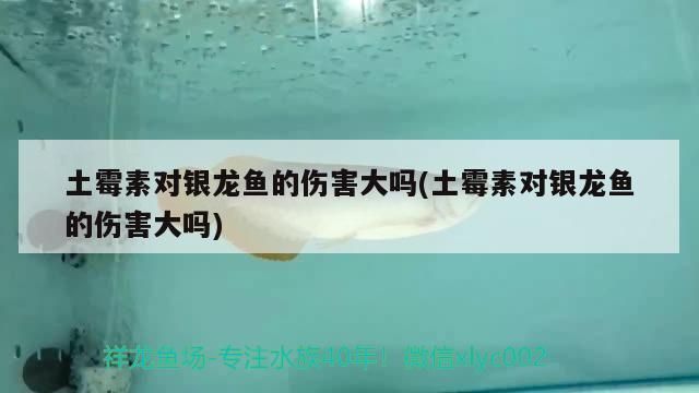 龍魚(yú)吃土霉素能吃死嗎有毒嗎vs祥龍魚(yú)場(chǎng)：土霉素對(duì)龍魚(yú)的危害有哪些？ vs祥龍魚(yú)場(chǎng) 第3張