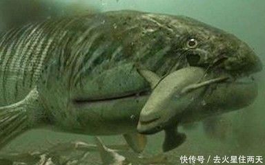 龍魚(yú)不吃食嚼嚼吐出來(lái)就死了咋回事呀：為什么龍魚(yú)會(huì)突然停止攝食并吐出食物？ 水族問(wèn)答 第1張