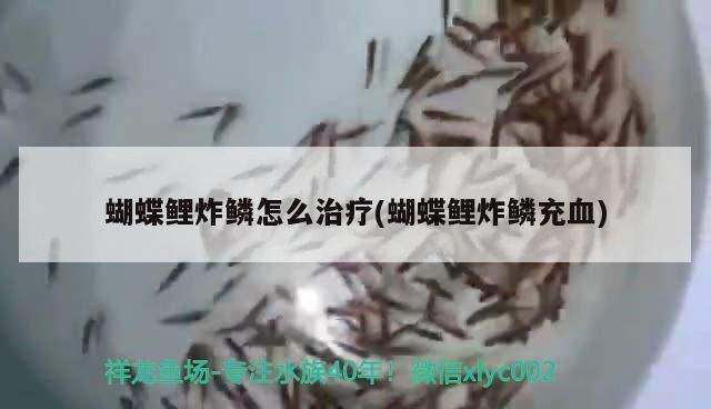 金龍魚炸鱗用土霉素可以嗎vs祥龍魚場：金龍魚炸鱗可以用土霉素治療金龍魚的炸鱗治療方法 vs祥龍魚場 第2張