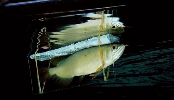 龍魚(yú)翻了還能恢復(fù)嗎vs祥龍魚(yú)場(chǎng)：龍魚(yú)翻缸后是否能恢復(fù) vs祥龍魚(yú)場(chǎng) 第3張