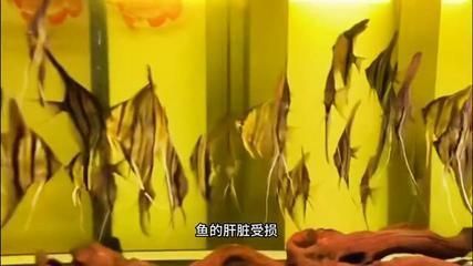 甲硝銼對(duì)龍魚的作用是什么vs祥龍魚場(chǎng)：關(guān)于龍魚使用甲硝唑的可能性 vs祥龍魚場(chǎng) 第18張