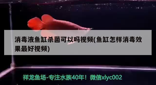 龍魚定期檢疫用什么消毒液vs祥龍魚場：龍魚定期檢疫用什么消毒液