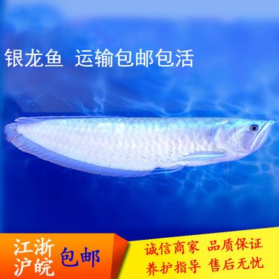 龍魚是熱帶魚么嗎：龍魚是一種生活在淡水中的觀賞魚類和生活習性的理解 龍魚百科 第4張