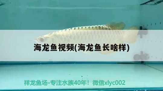 海龍魚干怎么吃vs祥龍魚場：如何辨別海龍魚干質(zhì)量 vs祥龍魚場 第1張