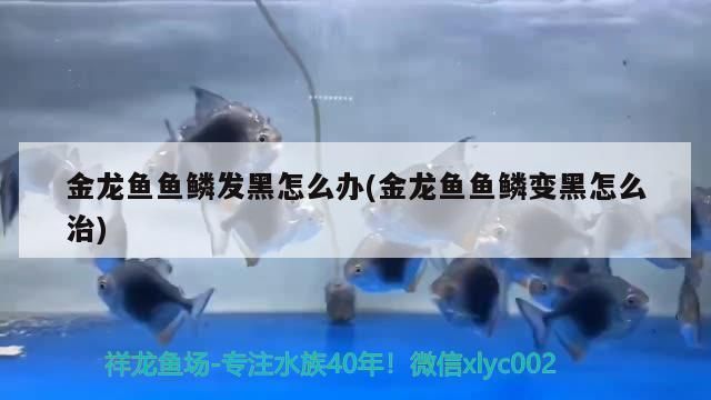 龍魚發(fā)黑怎么辦vs祥龍魚場：如何預(yù)防龍魚體色變黑 vs祥龍魚場 第4張