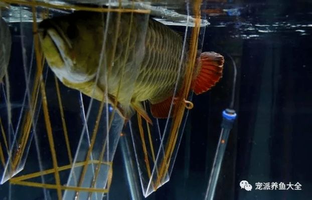 龍魚(yú)翻肚子了能救活嗎vs祥龍魚(yú)場(chǎng)：龍魚(yú)翻肚子怎么辦 vs祥龍魚(yú)場(chǎng) 第3張