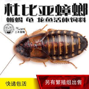 龍魚吃啥能變色啊圖片大全視頻：如何通過(guò)食物幫助龍魚變色 龍魚百科 第3張