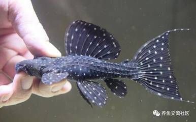 龍魚(yú)不吃食物能活幾天怎么辦：龍魚(yú)不吃食物會(huì)有什么健康問(wèn)題？ 水族問(wèn)答 第2張