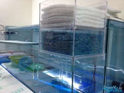 龍魚在冷水能活嗎多久：龍魚在冷水中的生存情況 龍魚百科 第4張