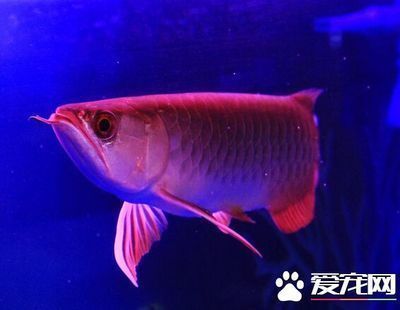 龍魚會不會跳缸死掉：龍魚為什么會跳缸 龍魚百科 第5張