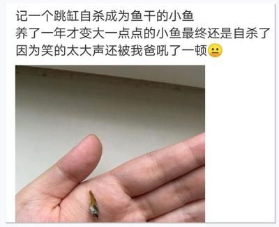 龍魚的尾巴爛了怎么辦視頻：如何處理龍魚尾巴爛了的方法 龍魚百科 第5張