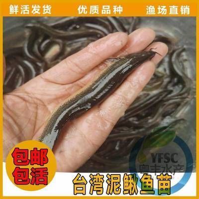 龍魚的魚鱗破爛了怎么回事vs祥龍魚場(chǎng)：龍魚魚鱗片破損的原因及其預(yù)防措施 vs祥龍魚場(chǎng) 第3張