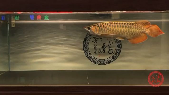 龍魚翻鰓后果vs祥龍魚場：祥龍魚場評(píng)價(jià)如何 vs祥龍魚場 第3張