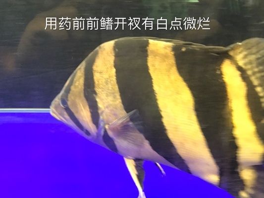 大白片治療龍魚外寄嗎vs祥龍魚場(chǎng)：大白片對(duì)龍魚安全嗎，祥龍魚場(chǎng)評(píng)價(jià)如何 vs祥龍魚場(chǎng) 第4張