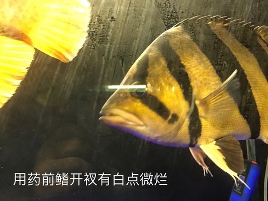 大白片治療龍魚外寄嗎vs祥龍魚場(chǎng)：大白片對(duì)龍魚安全嗎，祥龍魚場(chǎng)評(píng)價(jià)如何 vs祥龍魚場(chǎng) 第5張