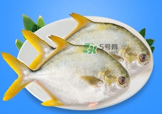 龍魚不吃飼料只吃面包蟲(chóng)可以嗎：如果龍魚不吃飼料只吃面包蟲(chóng)，它們會(huì)有健康問(wèn)題嗎， 水族問(wèn)答 第1張