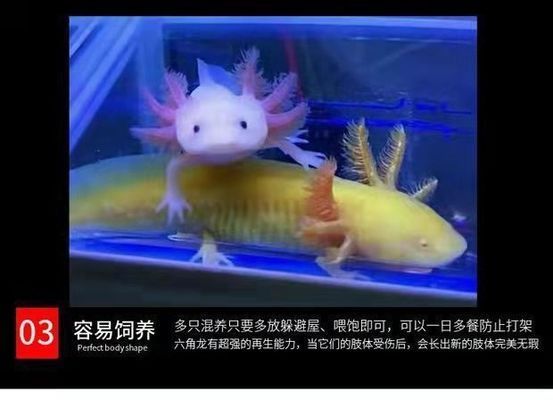 六角恐龍魚尾巴裂開出血vs祥龍魚場：六角恐龍魚尾巴受傷處理 vs祥龍魚場 第1張