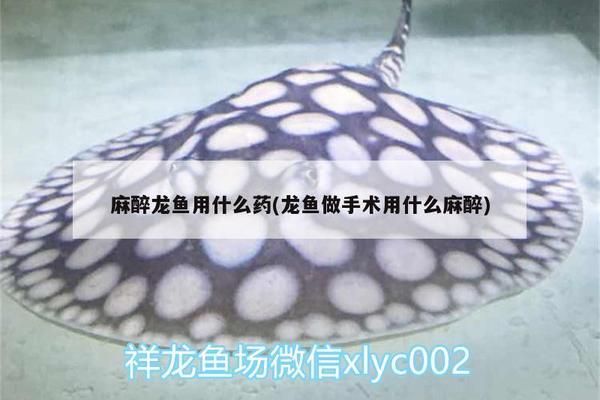 給龍魚做手術(shù)用什么麻藥vs祥龍魚場(chǎng)：龍魚做手術(shù)時(shí)常用的麻醉劑及其特點(diǎn) vs祥龍魚場(chǎng) 第3張