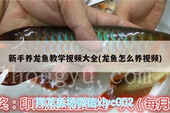 龍魚翻鰓可以喂食嗎vs祥龍魚場(chǎng)：關(guān)于龍魚翻鰓時(shí)喂食的一些建議，祥龍魚場(chǎng)口碑調(diào)查